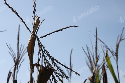 Preview: Tall Corn Plants Growing In An Agricultural Field Under A Clear Blue Sky. 3412