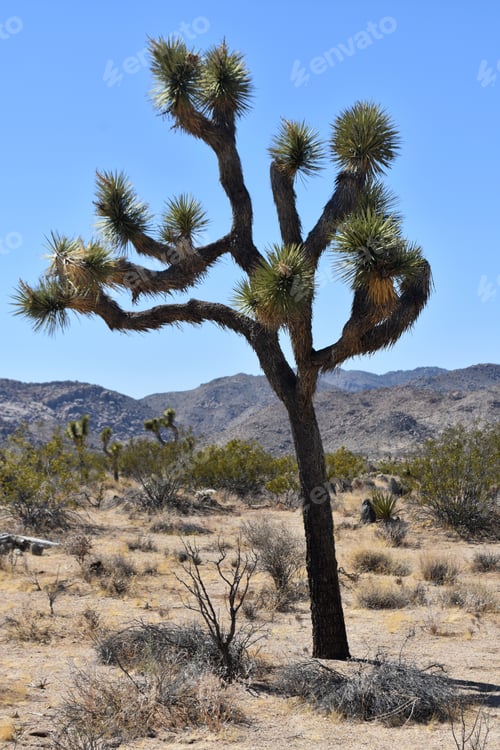 Preview: Joshua Tree In Joshua Tree Naitonal Park In California.