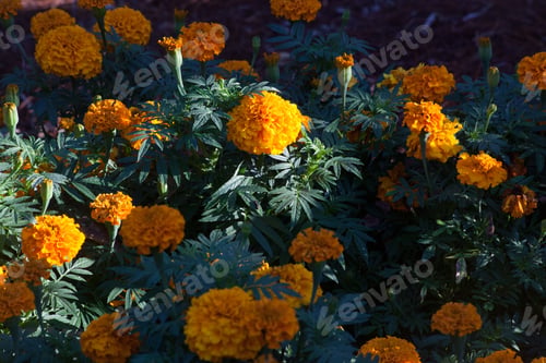 Preview: Orange Marigold In The Morning Sunshine