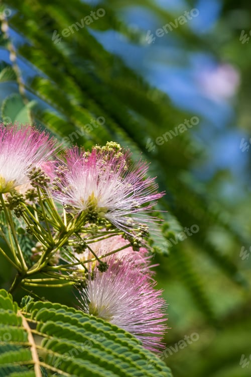 Preview: Closeup Of Pretty Pink Wispy Mimosa Tree Flower Selective Focus