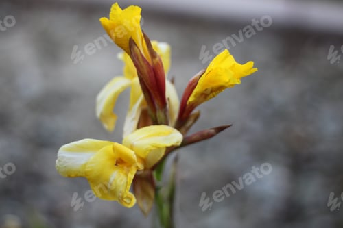 Preview: A Lemon Punch Canna Lily Plant 6094