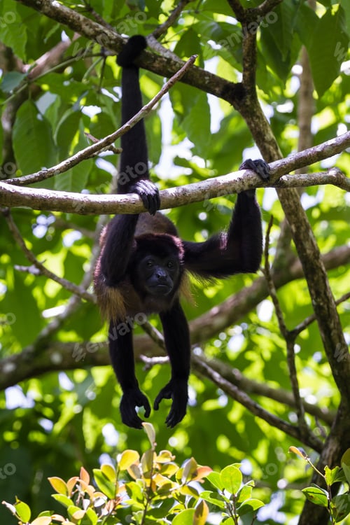 Preview: Close Up Of A Howler Monkey Up A Tree In The Rainforest Of Costa Rica