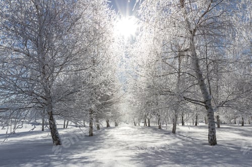 Preview: Beautiful Frozen Tree Farm In Northern Idaho After A Fresh Overnight Snowfall