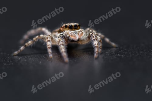 Preview: Close Up Of A Tiny Little Jumping Spider On A Dark Background