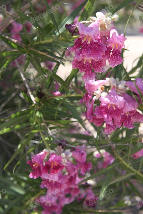 Preview: A Desert Willow Hybrid Tree With Purple Flowers 0125