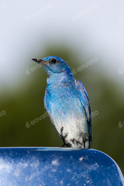 Preview: Portrait Of A Mountain Bluebird Standing On A Car Mirror