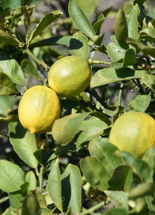 Preview: Lemon Tree In An Orchard With Lemons Ripening.