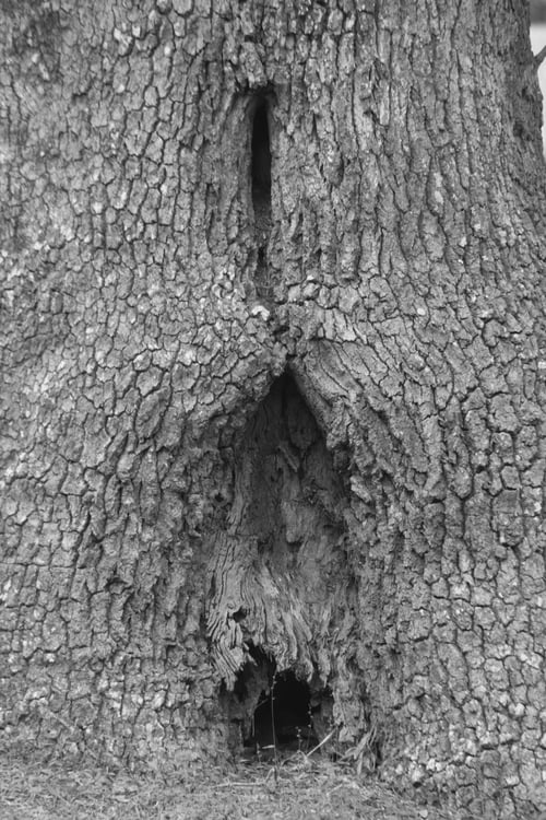 Preview: Abstraction Of A Tree Wound In Black And White