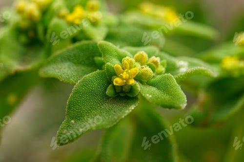 Preview: Tetragonia Ovata, This Species Grows In The Atacama Desert. This Photo Was Taken This September Of