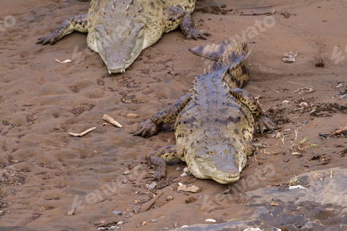 Preview: Famous View Of The Crocodiles Of The Tarcoles River In Costa Rica