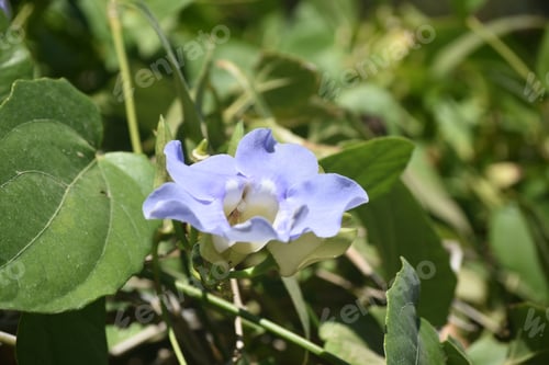 Preview: Blooming Morning Glory Flower With Blue Petals
