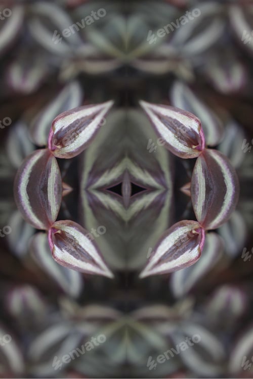 Preview: A Zebra-Patterned Inchplant With Purple And Green Leaves 0392