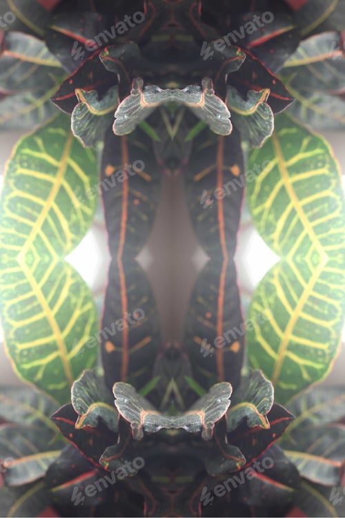 Preview: A Variegated Croton Petra Plant Abstract With Vivid Leaves 0528