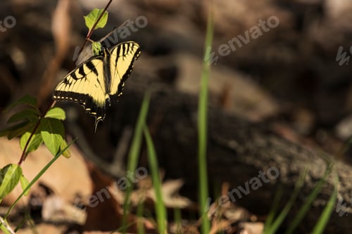 Preview: Pretty Yellow And Black Eastern Tiger Swallowtail Butterfly