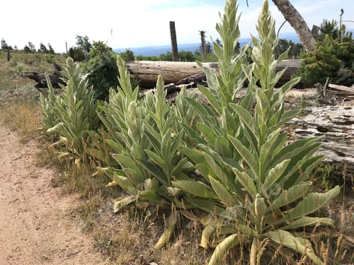 Preview: A Row Of Verbascum Thapsus Plants 4679