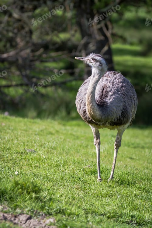 Preview: Greater Rhea