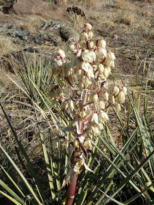 Preview: White Flower In The Desert