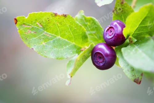 Preview: Fresh Huckleberries In The Southern Oregon Cascades On The Plants Using A Macro Lens For Close Up