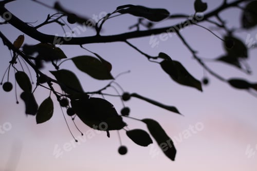 Preview: Silhouettes Of Crabapple Leaves And Berries Against A Colorful Sky. 2685
