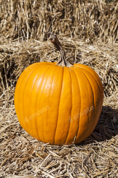 Preview: Pumpkins