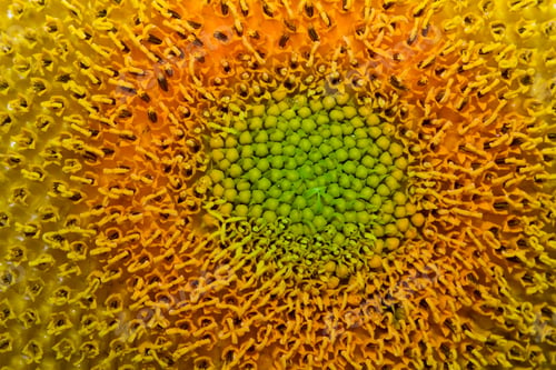 Preview: Closeup Of A Sunflower With A Color Gradient From Green To Yellow