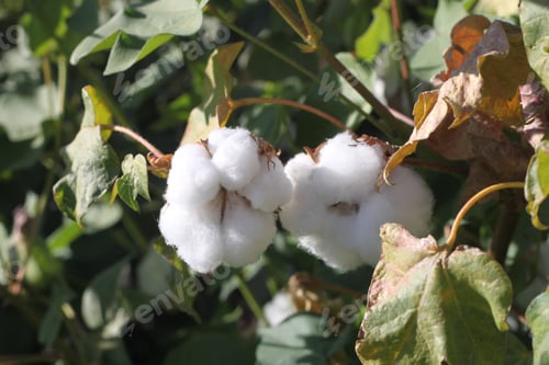 Preview: Cotton Plant Bushes With White Bolls 1049