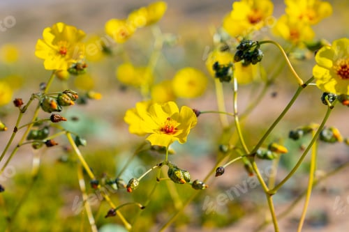 Preview: Cistanthe Longiscapa, Better Known As Pata Guanaco. Flower That Grows In The Atacama Desert In The