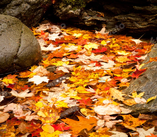 Preview: Brightly Colored Autumn Leaves In A Shallow River With Rocks