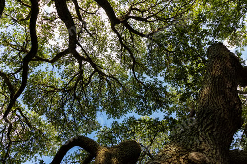 Preview: Looking Up At Southern Live Oak Trees