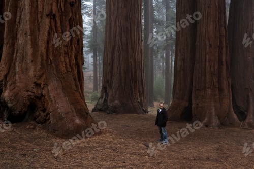 Preview: Adult Male Enjoying Nature In A Giant Sequoia Forest With Fog In The Background