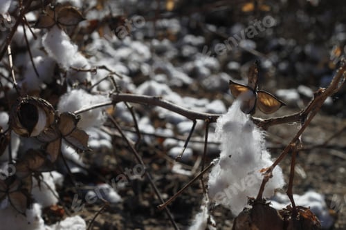 Preview: A Field Of Cotton Plants After Harvest 4660