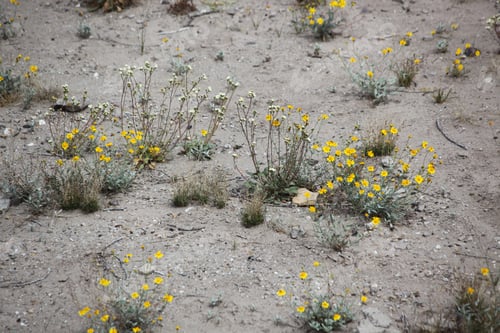 Preview: Yellow Flowers Growing In The Desert