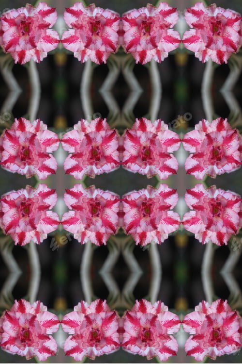 Preview: A Closeup Of An Adenium Plant With Double Bloom Pink And White Flowers
