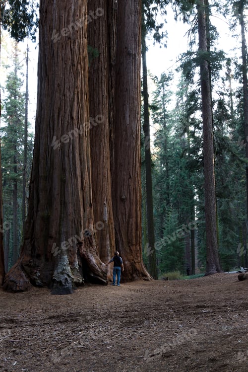Preview: Big Sequoias In A Group With A Man Standing At The Base To Get An Idea Of The Size Of This Trees
