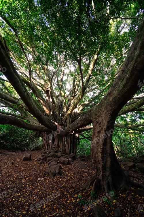 Preview: Giant Banyan Tree In The Middle Of The Forest On The Pipiwai Trail On The Island Of Maui, Hawaii