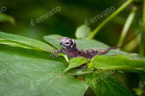 Preview: Flora And Fauna Of The Rainforest With A Small Lizard On Top Of A Large Leaf