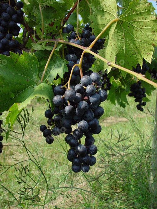 Preview: Grapes On A Vine In The Sunshine