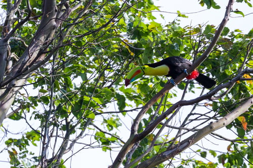 Preview: Keel Billed Tucan, A Beautiful Bird With Vivid Colors Perched On A Tree In The Rainforest Of Costa