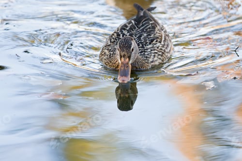 Preview: Closeup Portrait Of A Wild Duck Swimming In A Pond