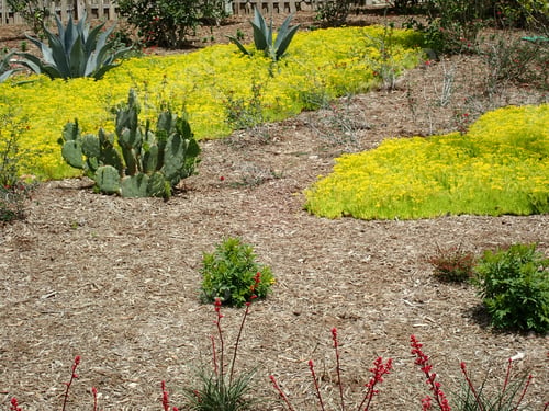 Preview: Yellow Flowers And Cactus Outdoors