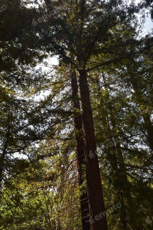 Preview: Canopy Of Redwood Forest In Santa Barbara California.