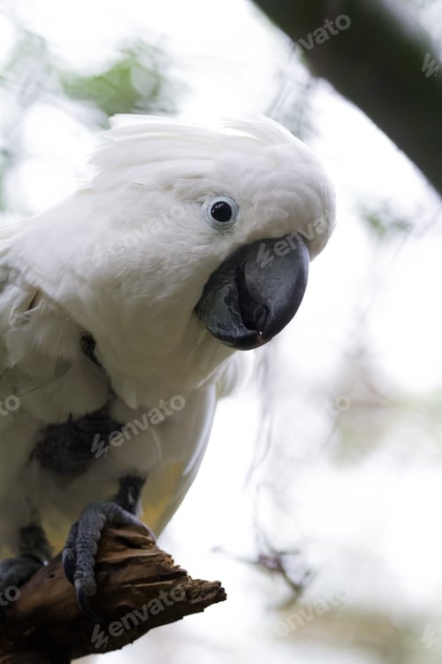 Preview: Close Up Of A Beautiful White Cockatoo Over A Bright Background