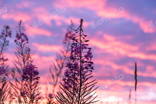 Preview: Beautiful Wild Purple Flowers With A Colorful Pink And Orange Sunset In Soft Focus In The