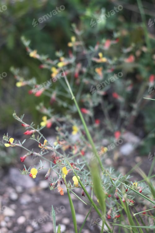 Preview: A Clump Of Desert Rock Pea Flowers 8761