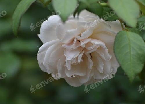 Preview: Beautiful White Rose With Floppy Petals In A Garden