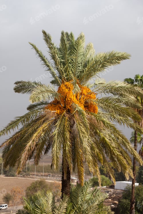 Preview: A Date Nut Palm Loaded With Dates