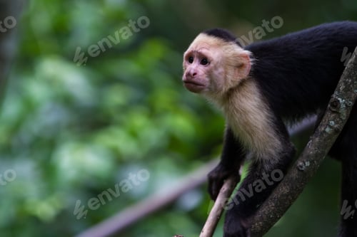 Preview: White Headed Capuchin Monkey In A Natural Park In Costa Rica