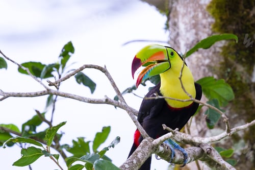 Preview: Close Up Of A Keel Billed Toucan In The Costa Rican Rainforest