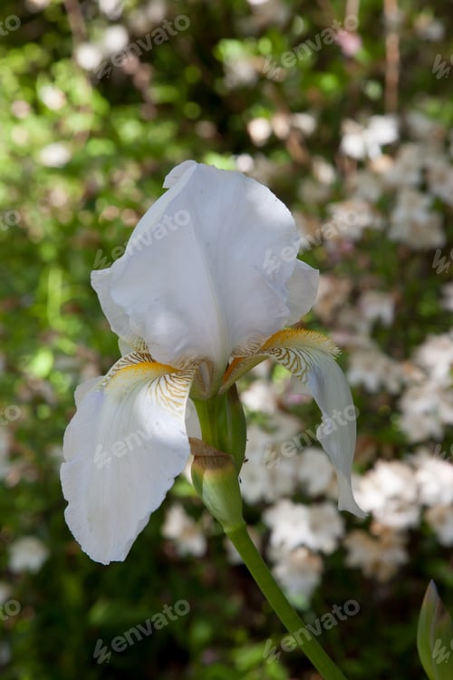 Preview: White Iris Outside In The Shade