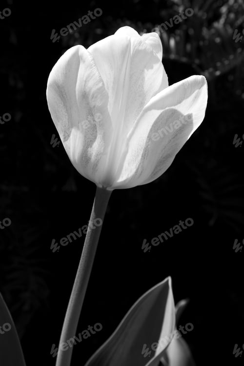 Preview: White Tulips Against A Green Background